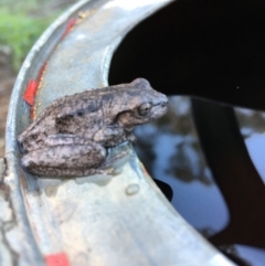 Litoria peronii at Lower Boro, NSW - 15 Mar 2020