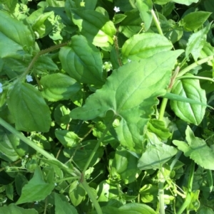 Rumex sagittatus at Bundanoon - 13 Mar 2020