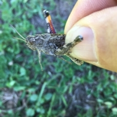 Peakesia hospita (Common Peakesia Grasshopper) at Lower Boro, NSW - 14 Mar 2020 by mcleana