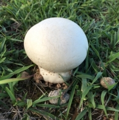 Calvatia sp. (a puffball ) at Lower Boro, NSW - 15 Mar 2020 by mcleana