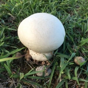 Calvatia sp. at Lower Boro, NSW - 15 Mar 2020