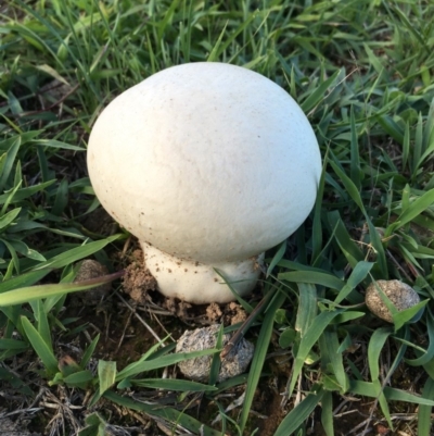 Calvatia sp. (a puffball ) at Lower Boro, NSW - 14 Mar 2020 by mcleana