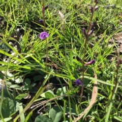 Glycine tabacina (Variable Glycine) at Lower Boro, NSW - 14 Mar 2020 by mcleana