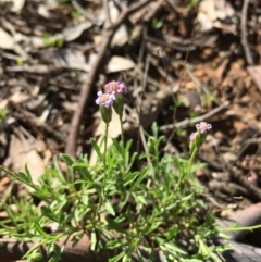 Vittadinia muelleri (Narrow-leafed New Holland Daisy) at Lower Boro, NSW - 14 Mar 2020 by mcleana