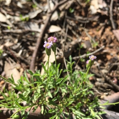 Vittadinia muelleri (Narrow-leafed New Holland Daisy) at Lower Boro, NSW - 15 Mar 2020 by mcleana