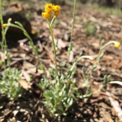 Chrysocephalum apiculatum (Common Everlasting) at Lower Boro, NSW - 15 Mar 2020 by mcleana