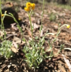 Chrysocephalum apiculatum (Common Everlasting) at Lower Boro, NSW - 14 Mar 2020 by mcleana