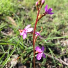 Stylidium (genus) (Trigger Plant) at Lower Boro, NSW - 15 Mar 2020 by mcleana