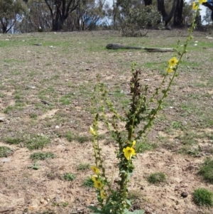 Verbascum virgatum at Yass River, NSW - 15 Mar 2020
