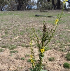 Verbascum virgatum (Green Mullein) at Yass River, NSW - 15 Mar 2020 by SenexRugosus