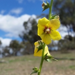 Verbascum virgatum at Yass River, NSW - 15 Mar 2020