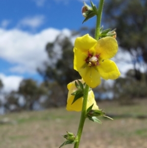 Verbascum virgatum at Yass River, NSW - 15 Mar 2020 01:59 PM