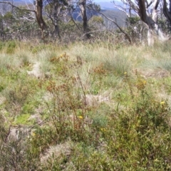 Hypericum perforatum (St John's Wort) at Cotter River, ACT - 9 Mar 2007 by MichaelMulvaney