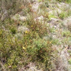 Hypericum perforatum at Cotter River, ACT - 9 Mar 2007 07:39 PM