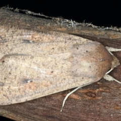 Mythimna (Pseudaletia) convecta (Common Armyworm) at Mount Ainslie - 10 Mar 2020 by jb2602