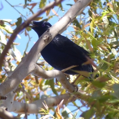 Ptilonorhynchus violaceus (Satin Bowerbird) at Black Range, NSW - 17 Mar 2020 by MatthewHiggins