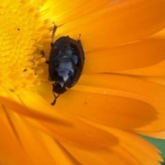 Cydnidae (family) (Burrower bug) at Aranda, ACT - 16 Mar 2020 by Jubeyjubes