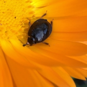 Cydnidae (family) at Aranda, ACT - 16 Mar 2020