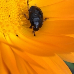 Cydnidae (family) at Aranda, ACT - 16 Mar 2020