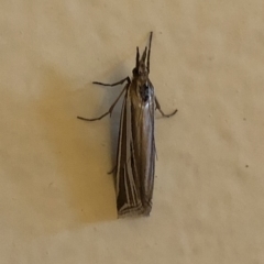 Hednota species near grammellus at Aranda, ACT - 17 Mar 2020