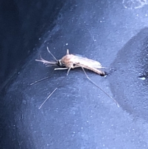 Chironomidae (family) at Aranda, ACT - 16 Mar 2020