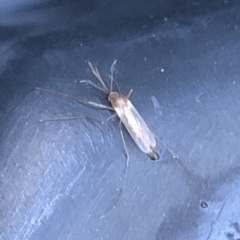 Chironomidae (family) at Aranda, ACT - 16 Mar 2020