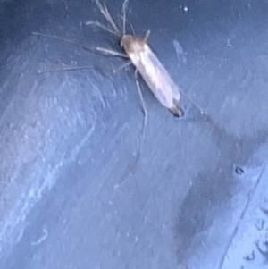 Chironomidae (family) at Aranda, ACT - 16 Mar 2020