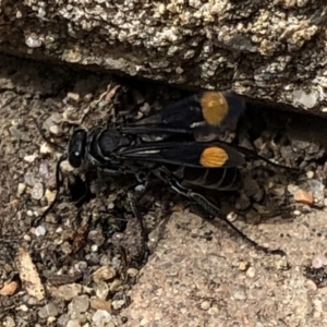 Calopompilus sp. (genus) at Aranda, ACT - 17 Mar 2020