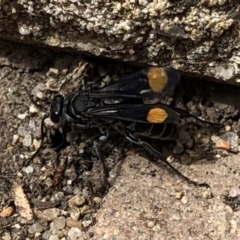 Calopompilus sp. (genus) (Spider wasp) at Aranda, ACT - 17 Mar 2020 by Jubeyjubes