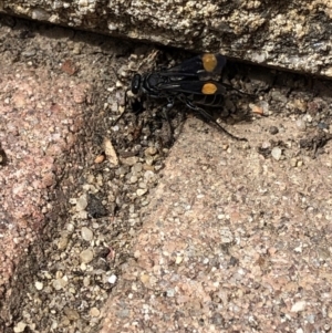 Calopompilus sp. (genus) at Aranda, ACT - 17 Mar 2020