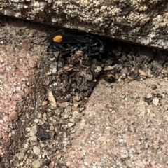 Calopompilus sp. (genus) at Aranda, ACT - 17 Mar 2020