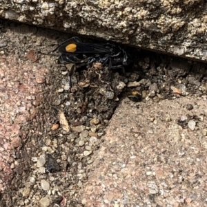 Calopompilus sp. (genus) at Aranda, ACT - 17 Mar 2020 12:44 PM