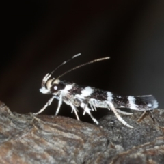 Limnaecia callimitris at Mount Ainslie - 10 Mar 2020 by jb2602