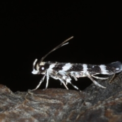 Limnaecia callimitris at Ainslie, ACT - 10 Mar 2020