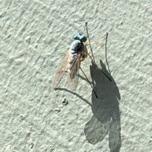 Dolichopodidae (family) at Aranda, ACT - 17 Mar 2020