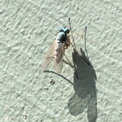 Dolichopodidae (family) (Unidentified Long-legged fly) at Aranda, ACT - 17 Mar 2020 by Jubeyjubes