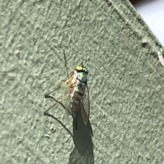 Dolichopodidae (family) at Aranda, ACT - 17 Mar 2020 01:38 PM