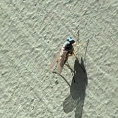 Dolichopodidae (family) at Aranda, ACT - 17 Mar 2020