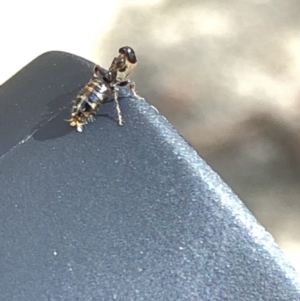 Tiphiidae (family) at Aranda, ACT - 17 Mar 2020