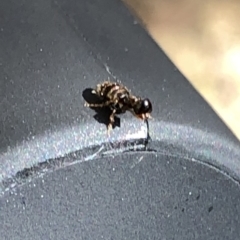 Tiphiidae (family) at Aranda, ACT - 17 Mar 2020