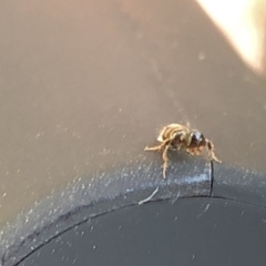 Tiphiidae (family) at Aranda, ACT - 17 Mar 2020