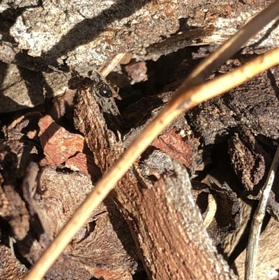 Crematogaster sp. (genus) at Aranda, ACT - 17 Mar 2020 by Jubeyjubes