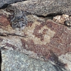 Maratus vespertilio at Aranda, ACT - 17 Mar 2020