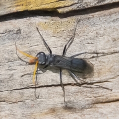 Fabriogenia sp. (genus) (Spider wasp) at Fyshwick, ACT - 15 Mar 2020 by WHall