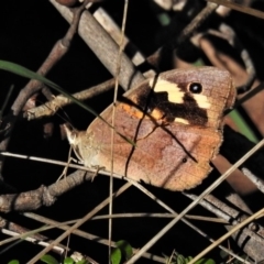 Heteronympha merope (Common Brown Butterfly) at Paddys River, ACT - 17 Mar 2020 by JohnBundock