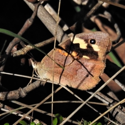 Heteronympha merope (Common Brown Butterfly) at Tidbinbilla Nature Reserve - 17 Mar 2020 by JohnBundock