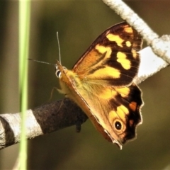 Heteronympha banksii (Banks' Brown) at Namadgi National Park - 13 Mar 2020 by JohnBundock