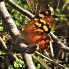 Heteronympha banksii at Cotter River, ACT - 13 Mar 2020