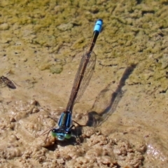 Ischnura heterosticta (Common Bluetail Damselfly) at Jerrabomberra Wetlands - 16 Mar 2020 by RodDeb