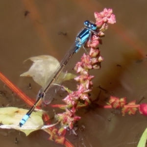 Ischnura heterosticta at Fyshwick, ACT - 16 Mar 2020